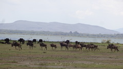 Connochaetes taurinus