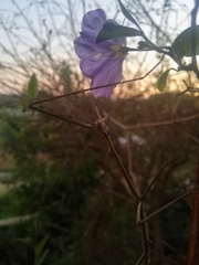 Heteronemia