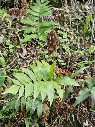 Anemia phyllitidis