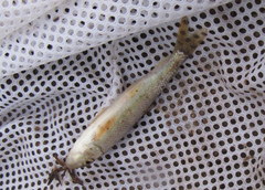 Moxostoma erythrurum