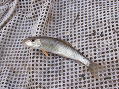 Moxostoma erythrurum