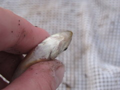 Moxostoma erythrurum