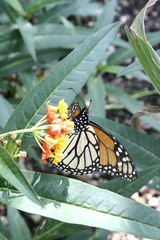 Danaus plexippus