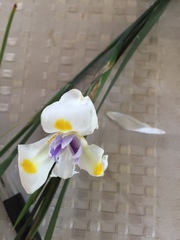 Dietes