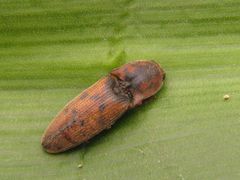 Conoderus galapagoensis