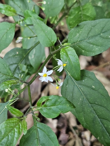 American black nightshade