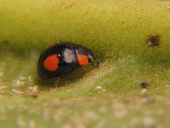 Hyperaspis esmeraldas