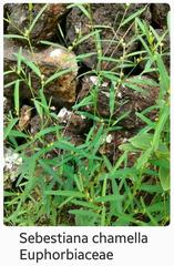 Microstachys chamaelea