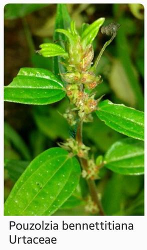 Pouzolzia pentandra iNat (1)