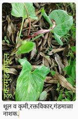 Typhonium bulbiferum