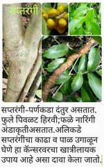 Salacia oblonga