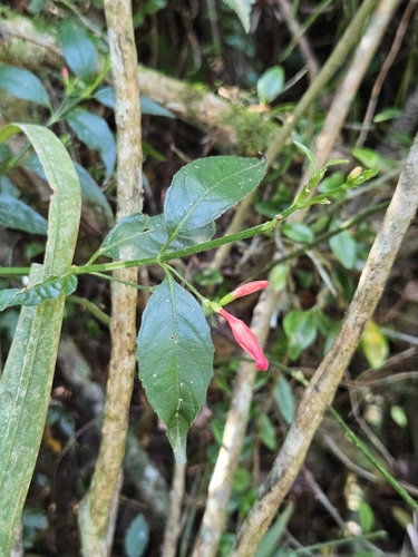 Ruellia angustiflora