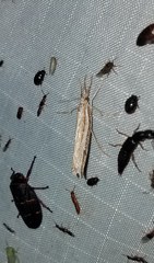 Thaumatopsis actuellus