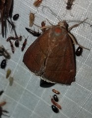 Argyrostrotis quadrifilaris
