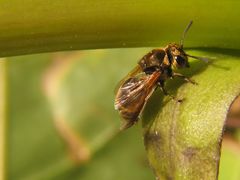 Brachygastra lecheguana