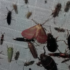 Leptostales laevitaria