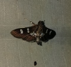 Desmia deploralis