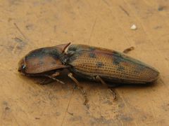 Conoderus galapagoensis