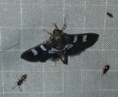 Desmia deploralis