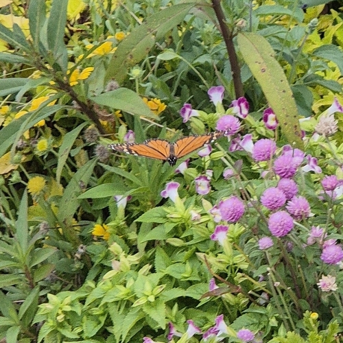Monarch photographed in Florida