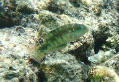 Halichoeres margaritaceus