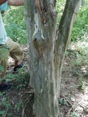 Libidibia sclerocarpa