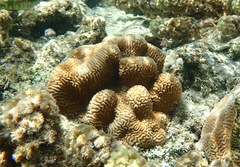 Leptoria phrygia
