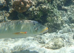 Lethrinus xanthochilus