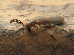 Pelonium longfieldae