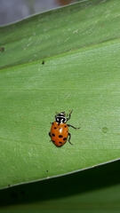 Hippodamia convergens