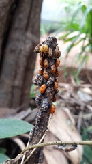 Hippodamia convergens