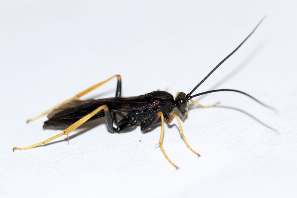 Hoplismenus morulus