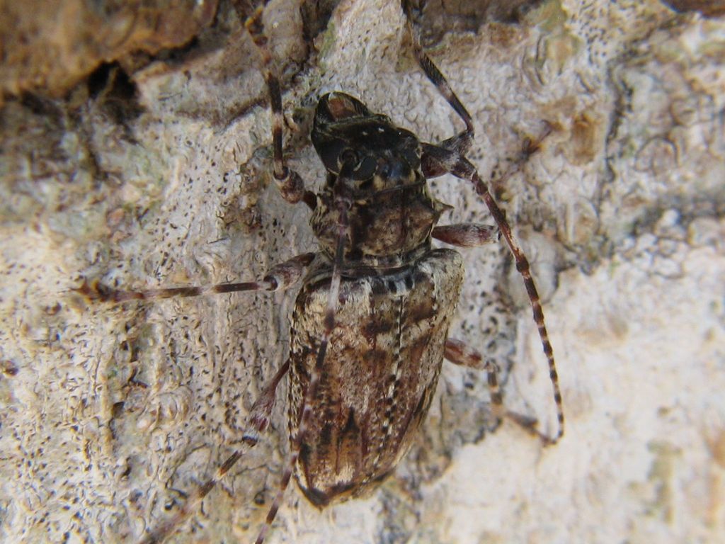 Aegomorphus galapagoensis