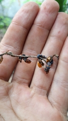 Hippodamia convergens