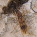 Achryson lineolatum - Photo (c) Felipe Campos, algunos derechos reservados (CC BY-NC), subido por Felipe Campos