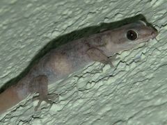 Phyllodactylus