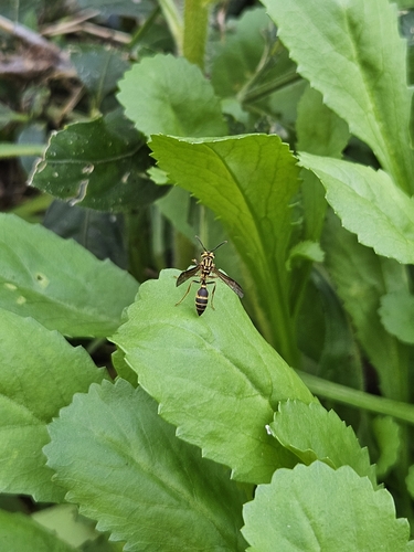 Polybia fastidiosuscula