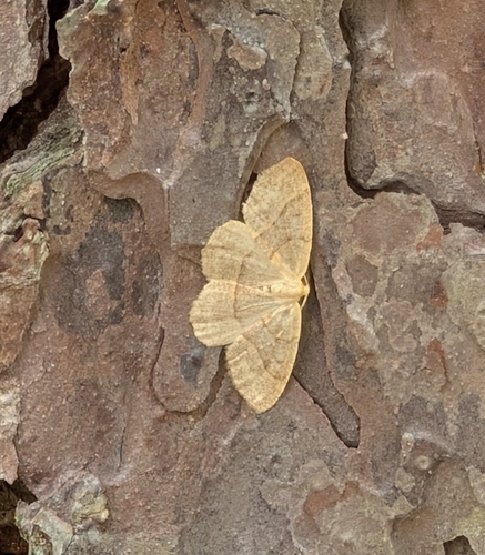 Curved-lined Looper Moth photo 4