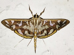 Nausinoe