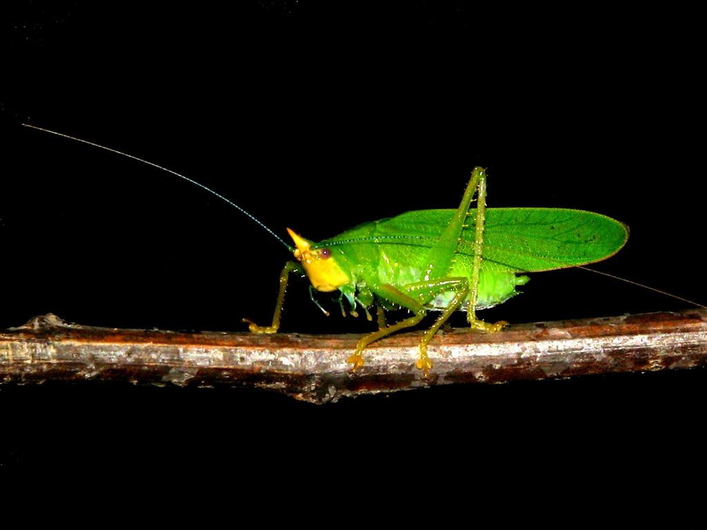 Copiphora brevicauda
