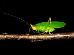 Copiphora brevicauda