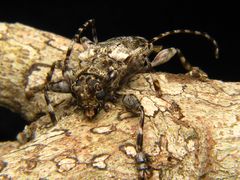 Aegomorphus galapagoensis