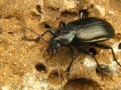 Calosoma granatense