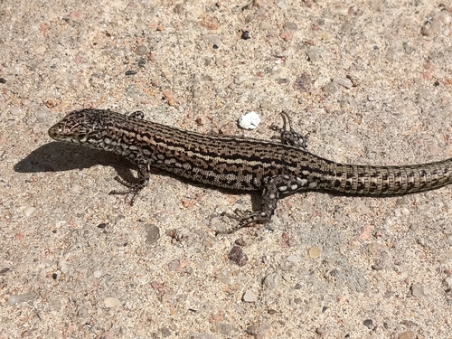 Carbonell’s Wall Lizard, photo 5 of 8