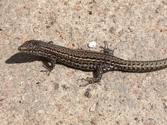 Carbonell's Wall Lizard photo 4