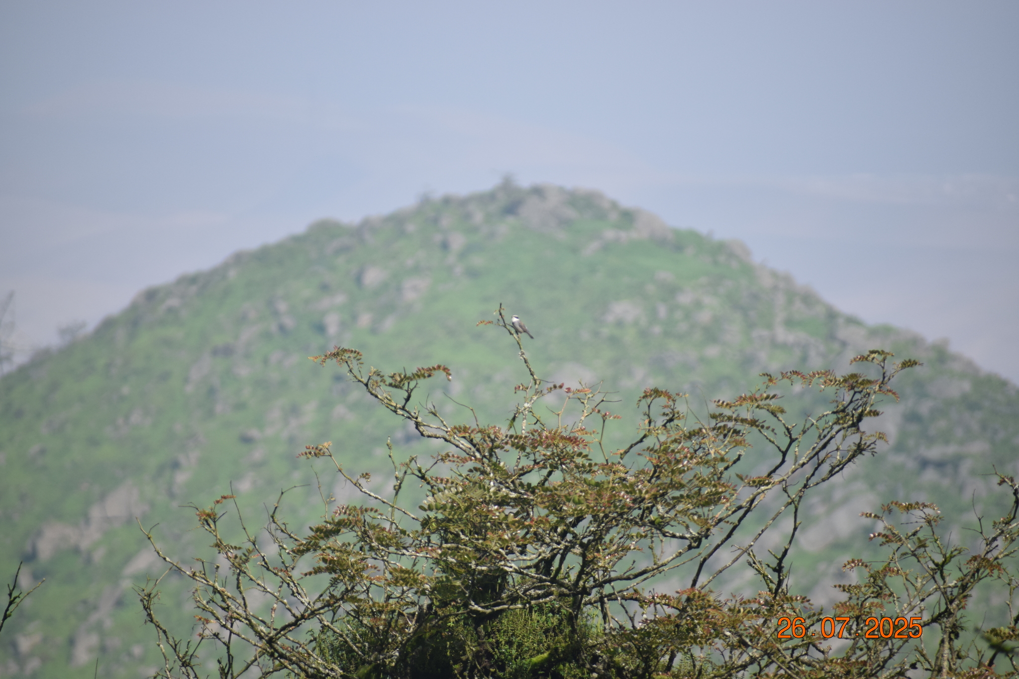 Collared Warbling Finch (Poospiza hispaniolensis), photo 10