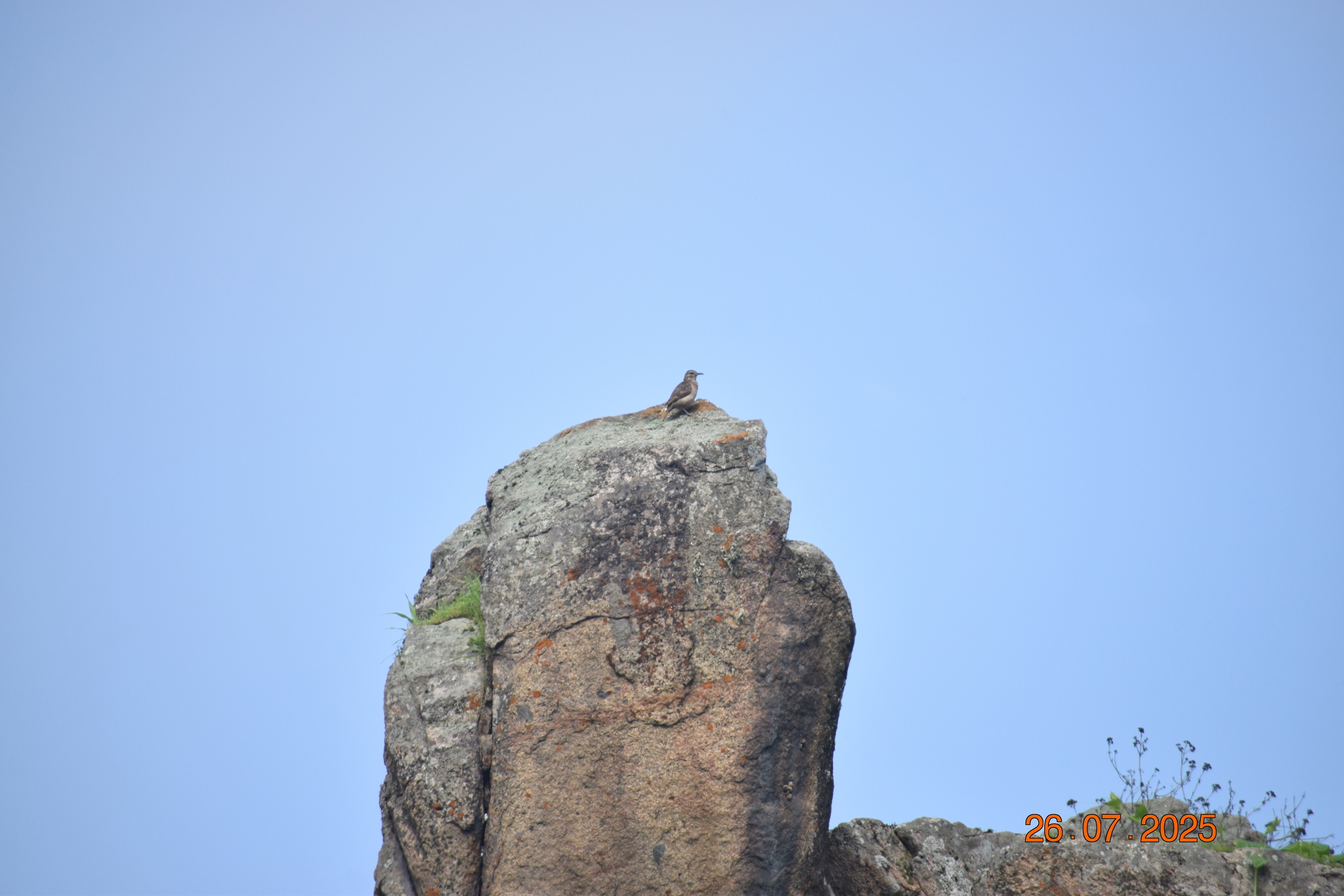 Slender-billed Miner (Geositta tenuirostris), photo 9
