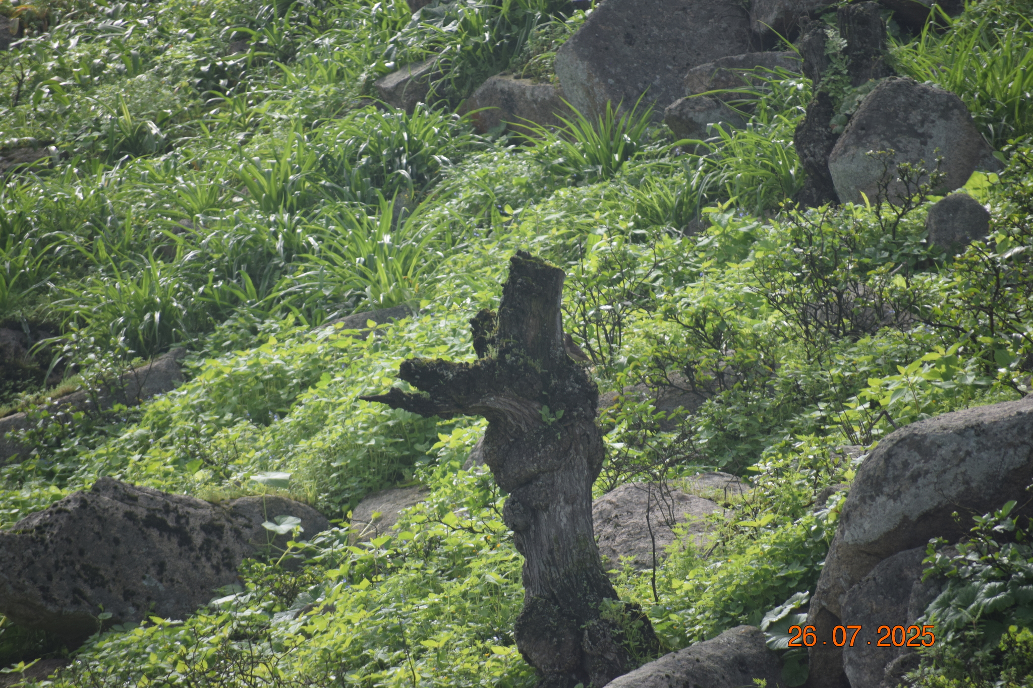 Slender-billed Miner (Geositta tenuirostris), photo 10