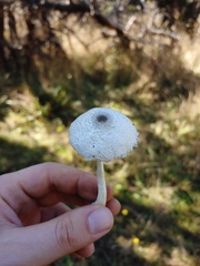 Leucocoprinus brebissonii