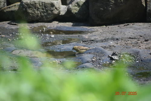 Raimondi's Yellow Finch (Sicalis raimondii), photo 5